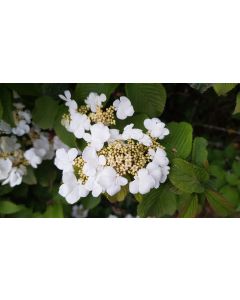 Viburnum plicatum 'Lanarth' / Viorne du Japon 'Lanarth' 