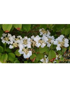 Viburnum plicatum 'Mariesii' / Viorne du Japon 'Mariesii'