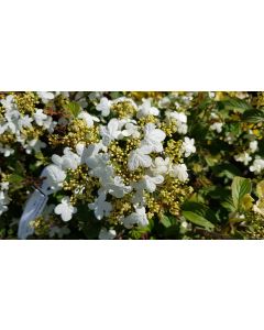 Viburnum plicatum 'Watanabe' / Viorne de Chine 'Watanabe'