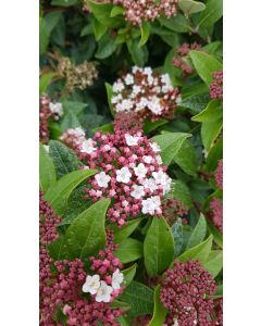 Viburnum tinus / Laurier tin