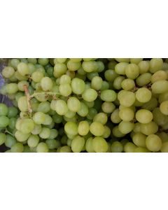 Vitis vinifera 'Sultanine' / Vigne 'Sultanine' (Sans pépins)