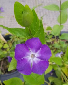 Vinca major / Grande Pervenche