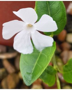 Vinca minor 'Alba' / Petite Pervenche blanche