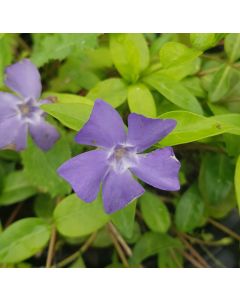 Vinca minor / Petite Pervenche