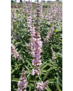 Vitex agnus-castus 'Rosea' / Arbre au poivre à fleurs roses