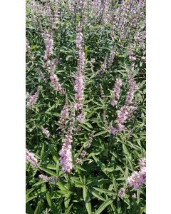 Vitex agnus-castus 'Rose clair' / Arbre au poivre à fleurs rose clair