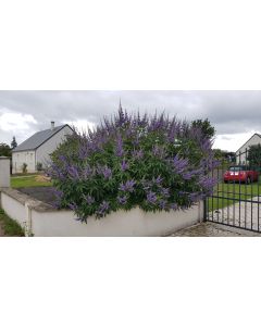Vitex agnus-castus 'Latifolia' / Arbre au poivre