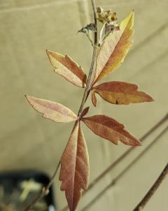 Vitex negundo / Gattilier de Chine