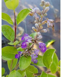 Vitex rotundifolia / Gattilier à feuilles rondes