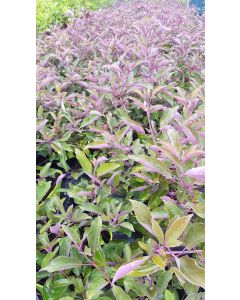 Vitex trifolia 'Purpurea' / Lilas d'arabie