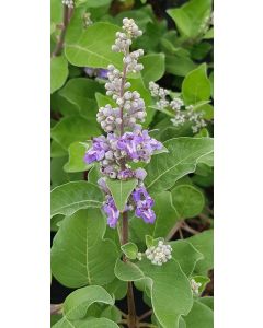 Vitex x CHICAGOLAND BLUES® 'Daniel Searle' / Arbre au poivre
