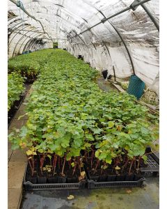 Vitis vinifera 'Chenin cl 220' greffé sur Gravesac / Cépage Blanc