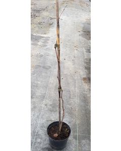 Vitis vinifera 'Noah' (De bouture) / Cépage de table blanc