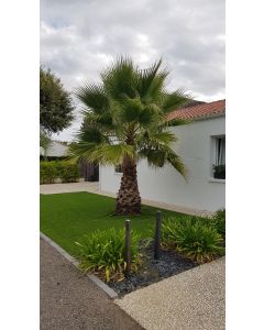 Washingtonia robusta / Palmier du Mexique