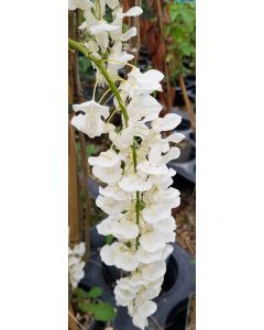 Wisteria sinensis 'Alba' (De greffe) / Glycine de Chine