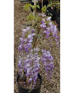 Wisteria floribunda 'Macrobotrys' (De greffe) / Glycine du Japon à longues grappes 