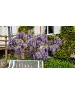 Wisteria sinensis (De semis) / Glycine de Chine