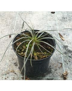 Yucca elata / Yucca arbre à savon