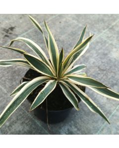 Yucca flaccida 'Ivory Towers' / Yucca herbe à soie