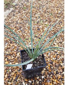 Yucca filifera / Yucca filifère