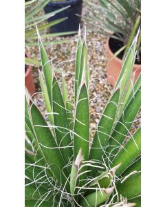 Yucca filifera / Yucca filifère