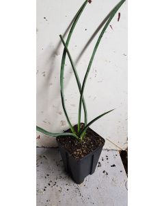 Yucca filifera / Yucca filifère