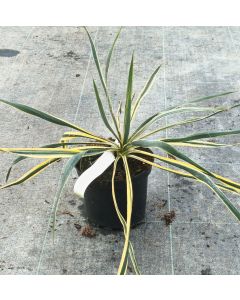 Yucca filamentosa 'Bright Edge' / Yucca filamenteux Panaché