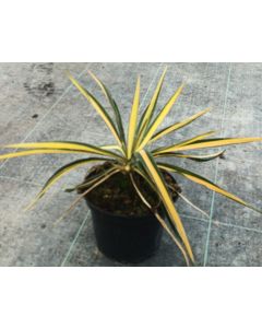 Yucca filamentosa 'Color Guard' / Yucca filamenteux Panaché