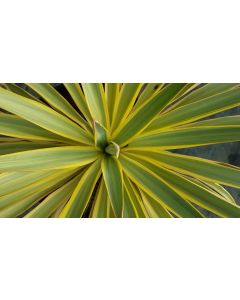 Yucca gloriosa 'Citrus Twist'® / Dague espagnol panaché