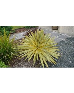 Yucca gloriosa 'Citrus Twist'® / Dague espagnol panaché