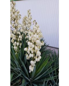 Yucca gloriosa / Dague espagnol