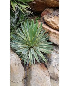 Yucca gloriosa 'Variegata' / Dague espagnol panaché