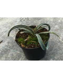 Yucca harrimaniae / Yucca hérisson