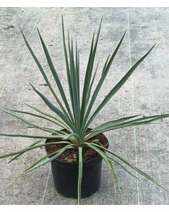 Yucca rigida 'Blue Sentry' / Yucca sentinelle bleu