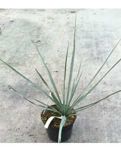 Yucca rigida  / Yucca sentinelle bleu