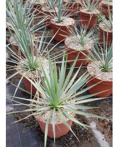 Yucca rostrata