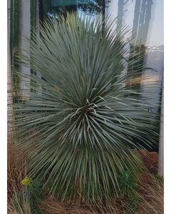 Yucca rostrata 'Sapphire Skies'® / Yucca Bleu