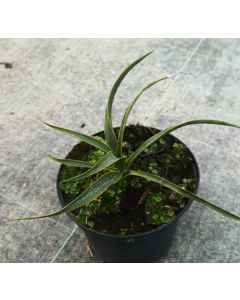 Yucca rupicola / Yucca ondulé