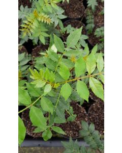 Zanthoxylum simulans (De semis) / Poivrier du Sichuan