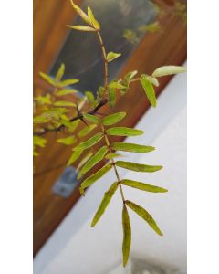 Zanthoxylum coreanum (De semis) / Poivrier de Corée