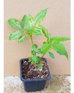 Zanthoxylum piperitum (semis) / Poivrier du Sichuan