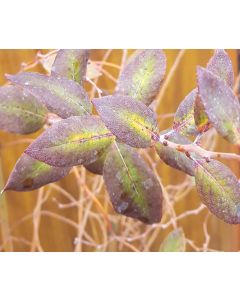 Zenobia pulverulenta (De semis) / Muguet en arbre 