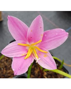 Zephyranthe grandiflora 'Rosea' / Lys zéphyr rose