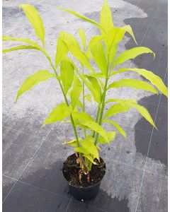 Zingiber mioga / Gingembre du Japon