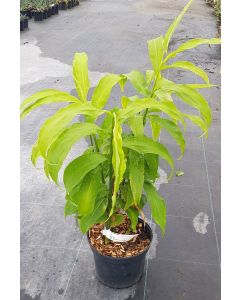 Zingiber mioga / Gingembre du Japon