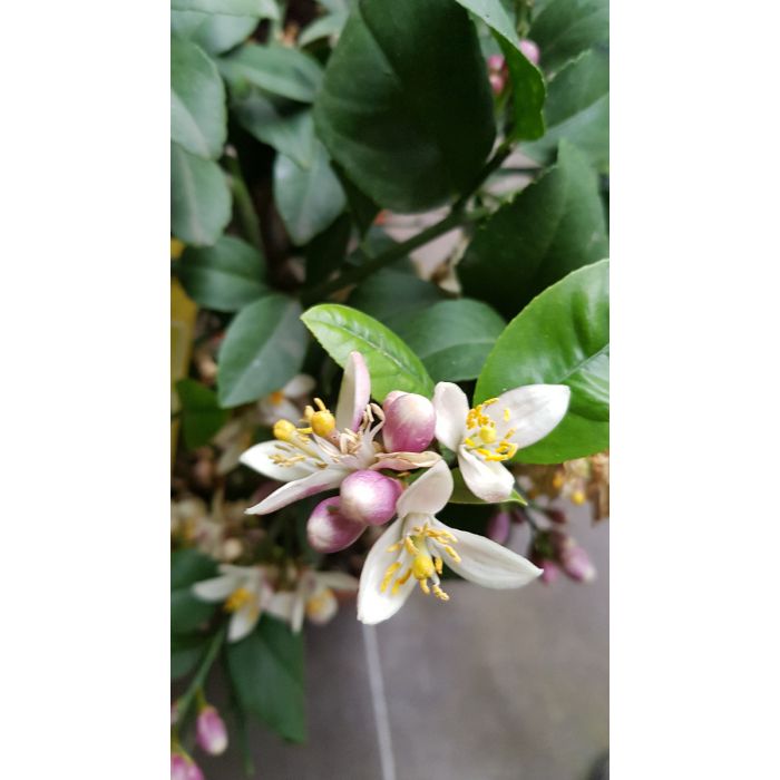 Citrus x meyeri greffé sur Poncirus trifoliata//Citronnier Meyer