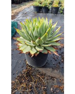 Aloe polyphylla / Aloès spirale du Lesotho