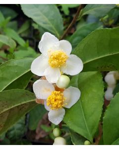 Camellia sinensis / Théier sauvage