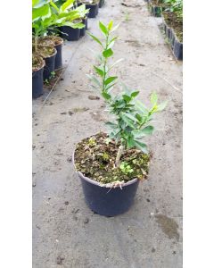 Citrus myrtifolia greffé sur Poncirus trifoliata / Mandarinier Chinois - Chinotto