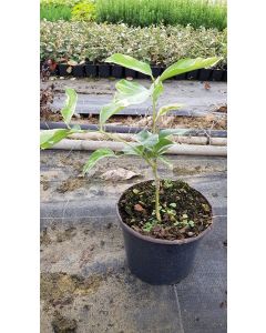 Citrus albo 'Variegata' greffé sur Poncirus trifoliata / Citronnier Panaché